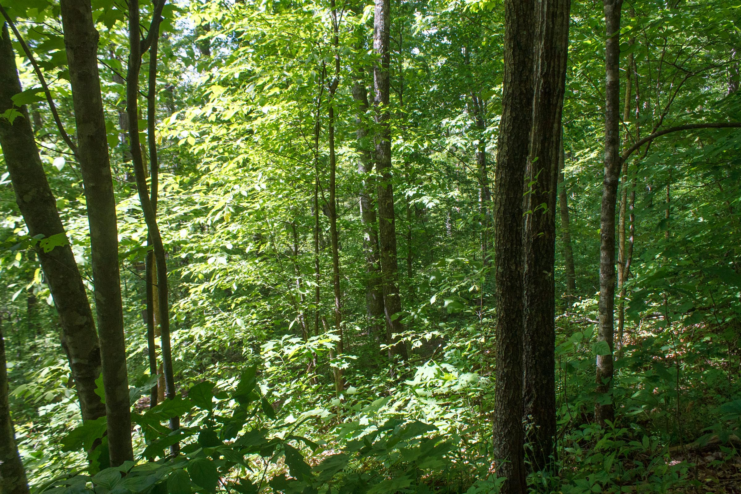 Tract 1 at Riverbend in Wayne County, Kentucky