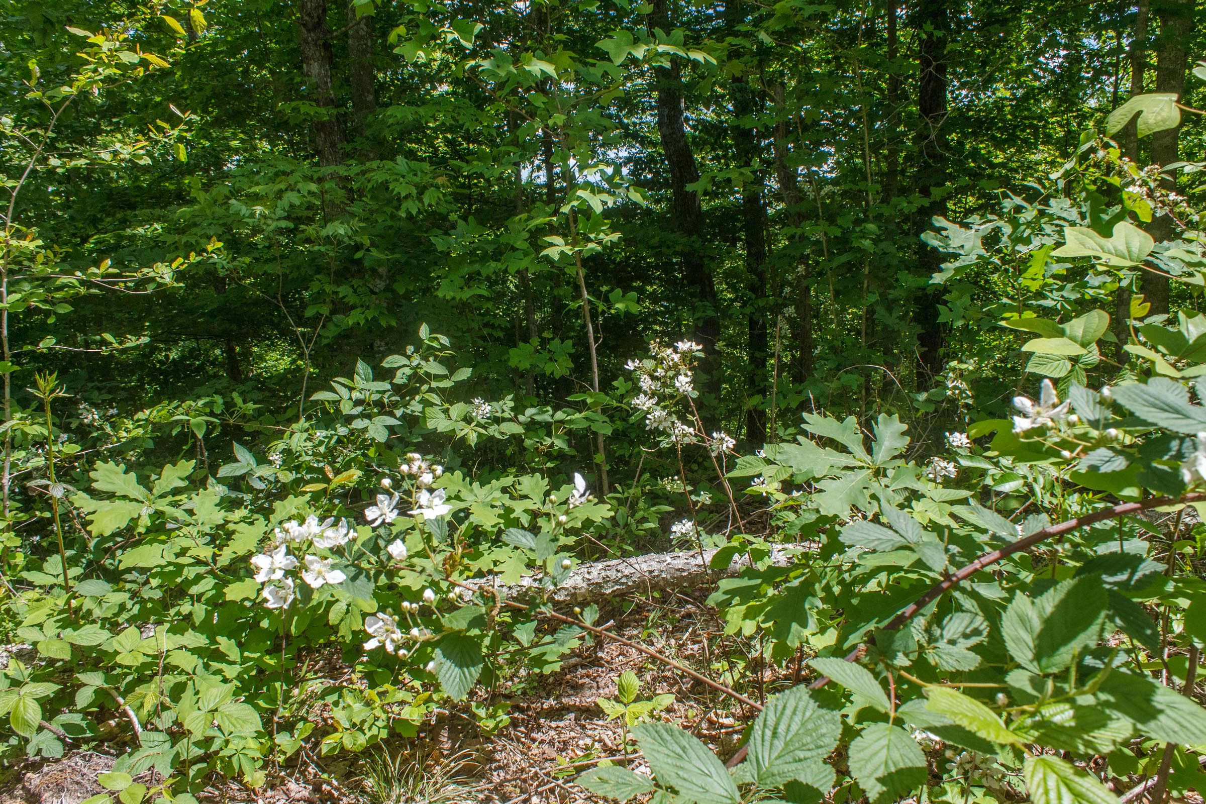 Tract 13 at Riverbend in Wayne County, Kentucky