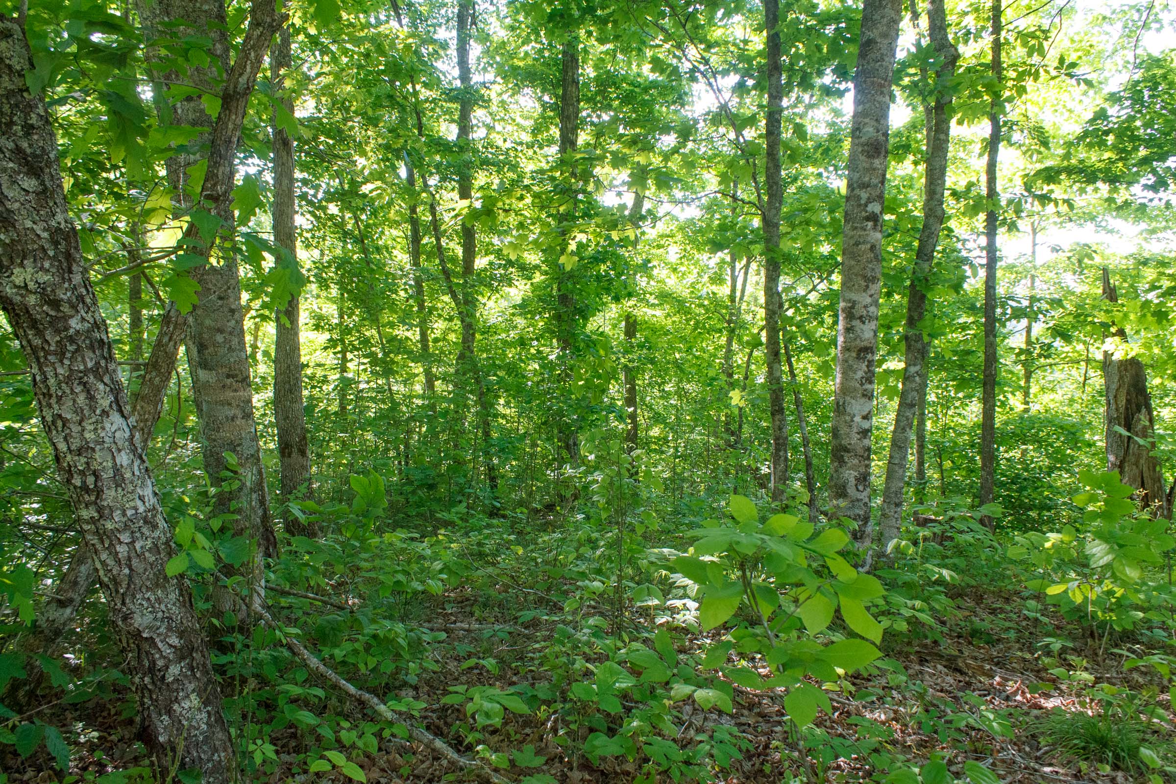 Tract 21 at Riverbend in Wayne County, Kentucky