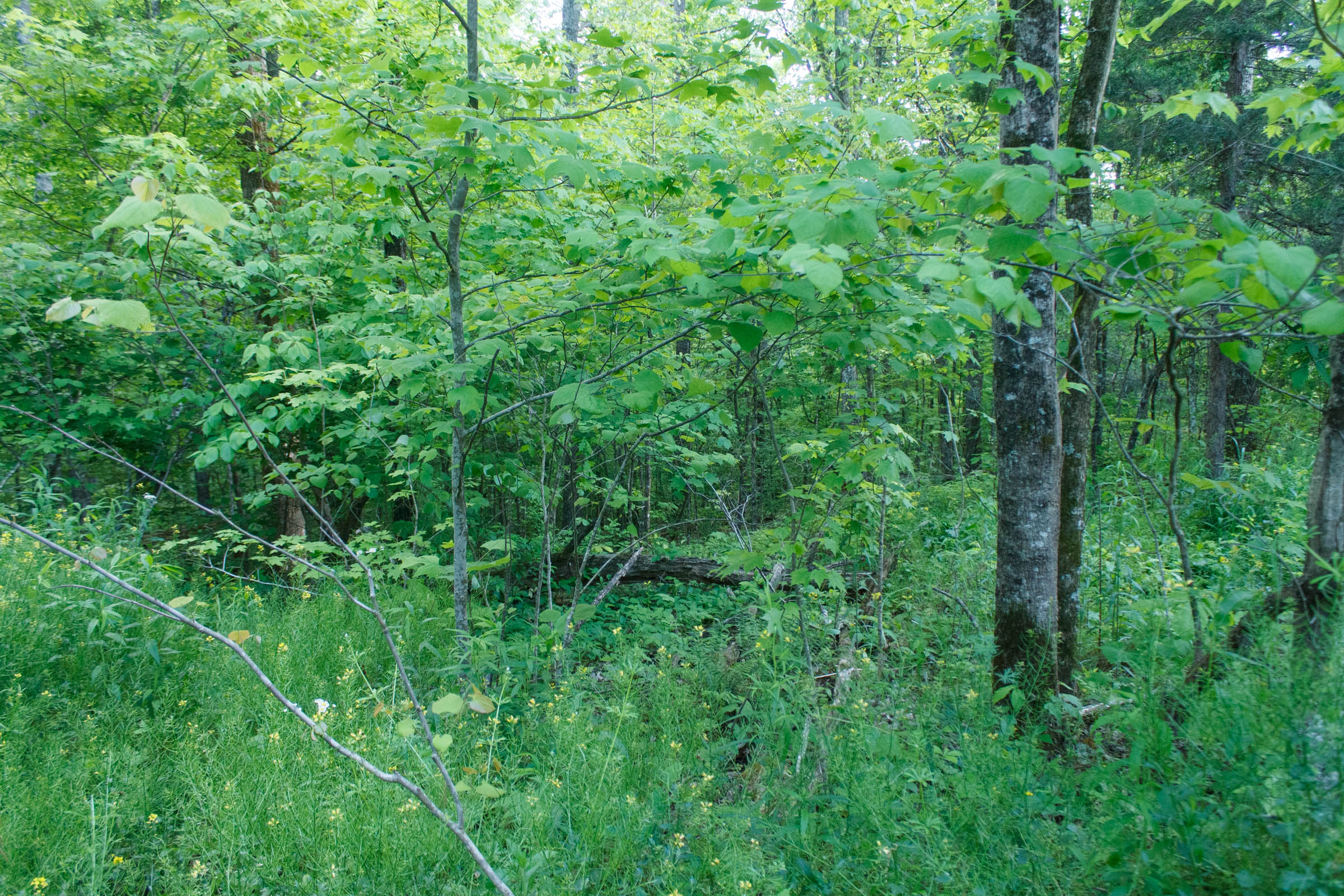 Tract 24 at Riverbend in Wayne County, Kentucky