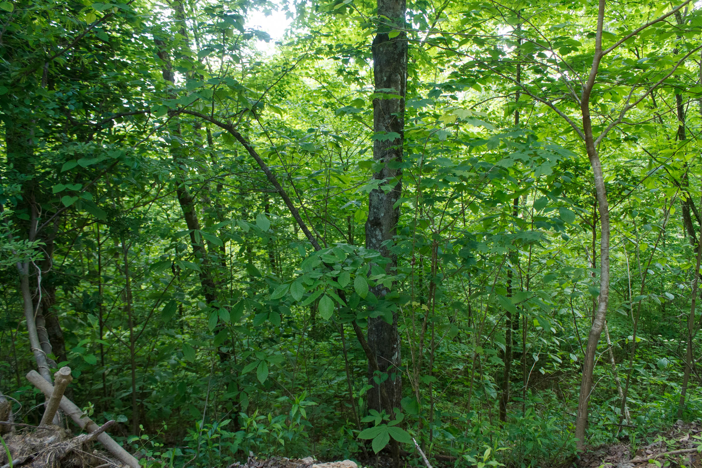 Tract 3 at Riverbend in Wayne County, Kentucky