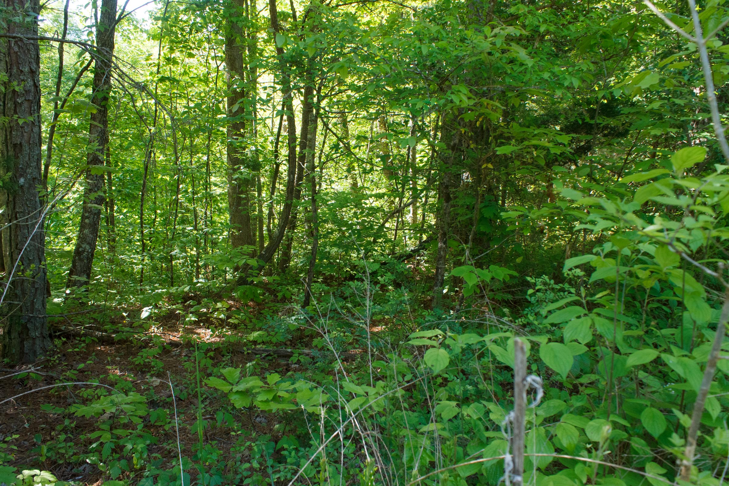 Tract 30 at Riverbend in Wayne County, Kentucky