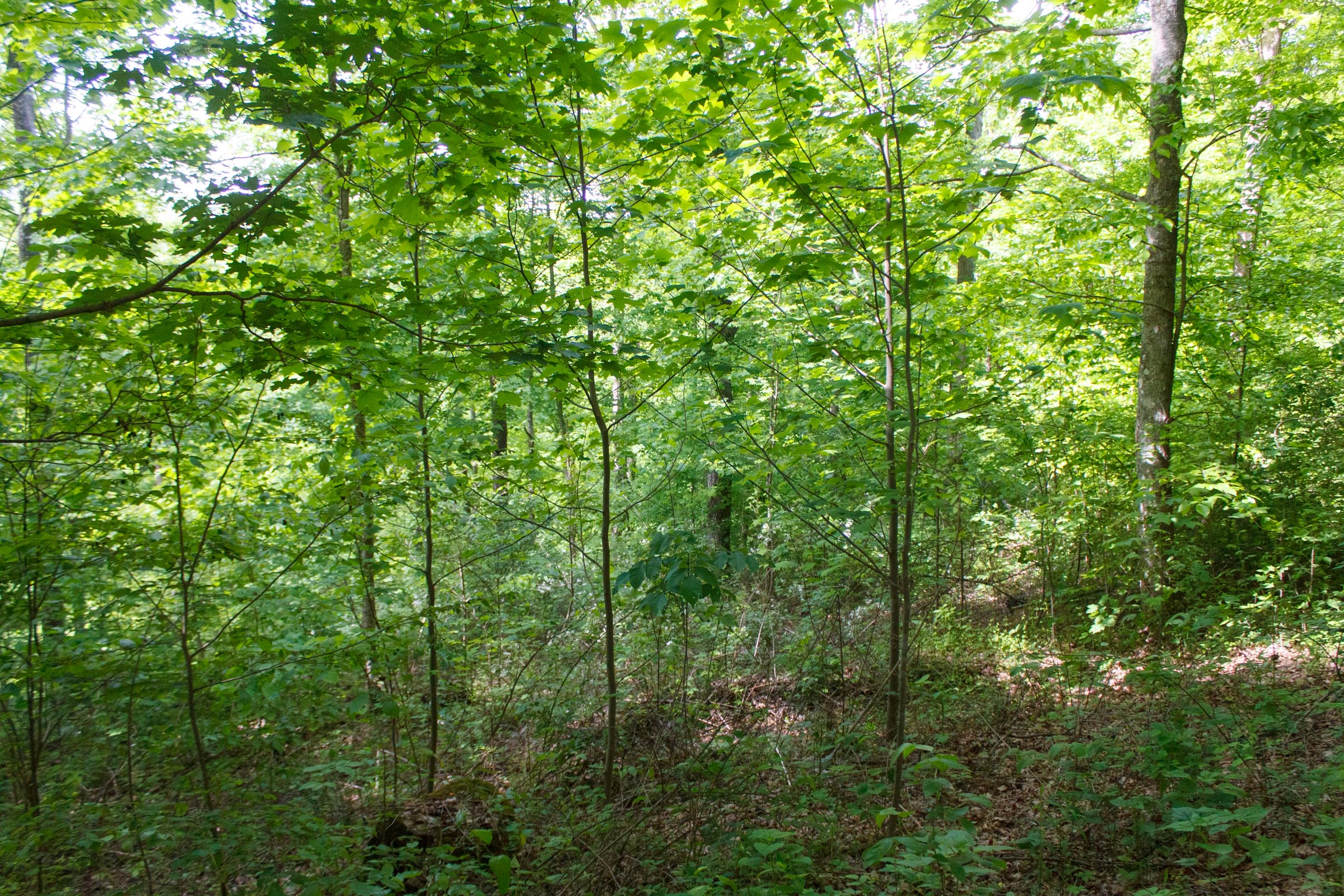 Tract 4 at Riverbend in Wayne County, Kentucky